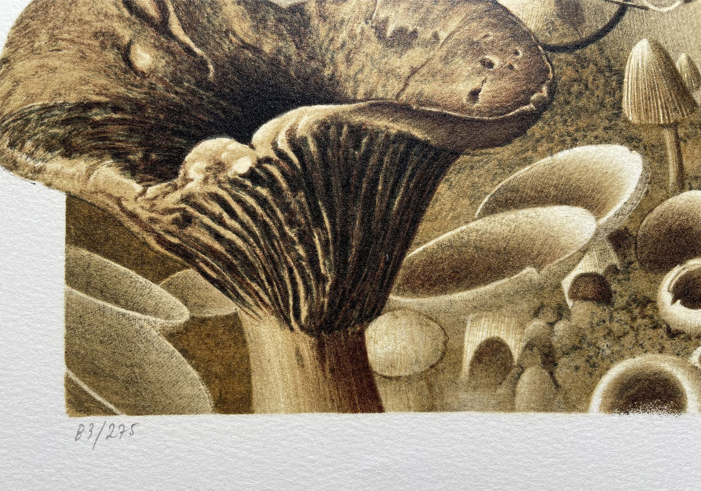 Roland CAT - La forêt de champignons, lithographie