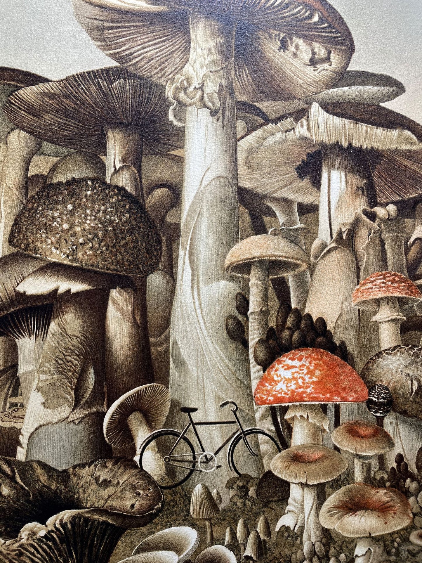 Roland CAT - La forêt de champignons, lithographie