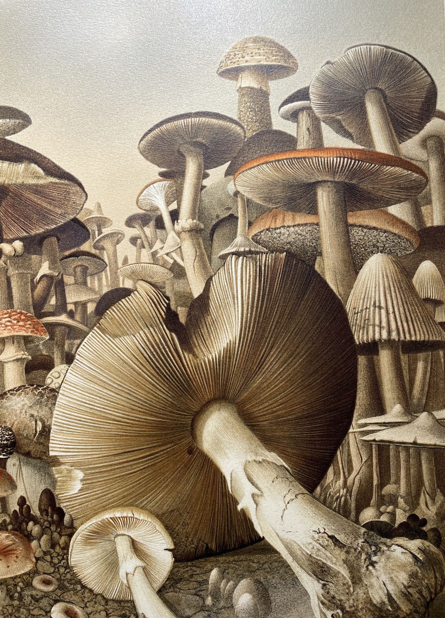 Roland CAT - La forêt de champignons, lithographie