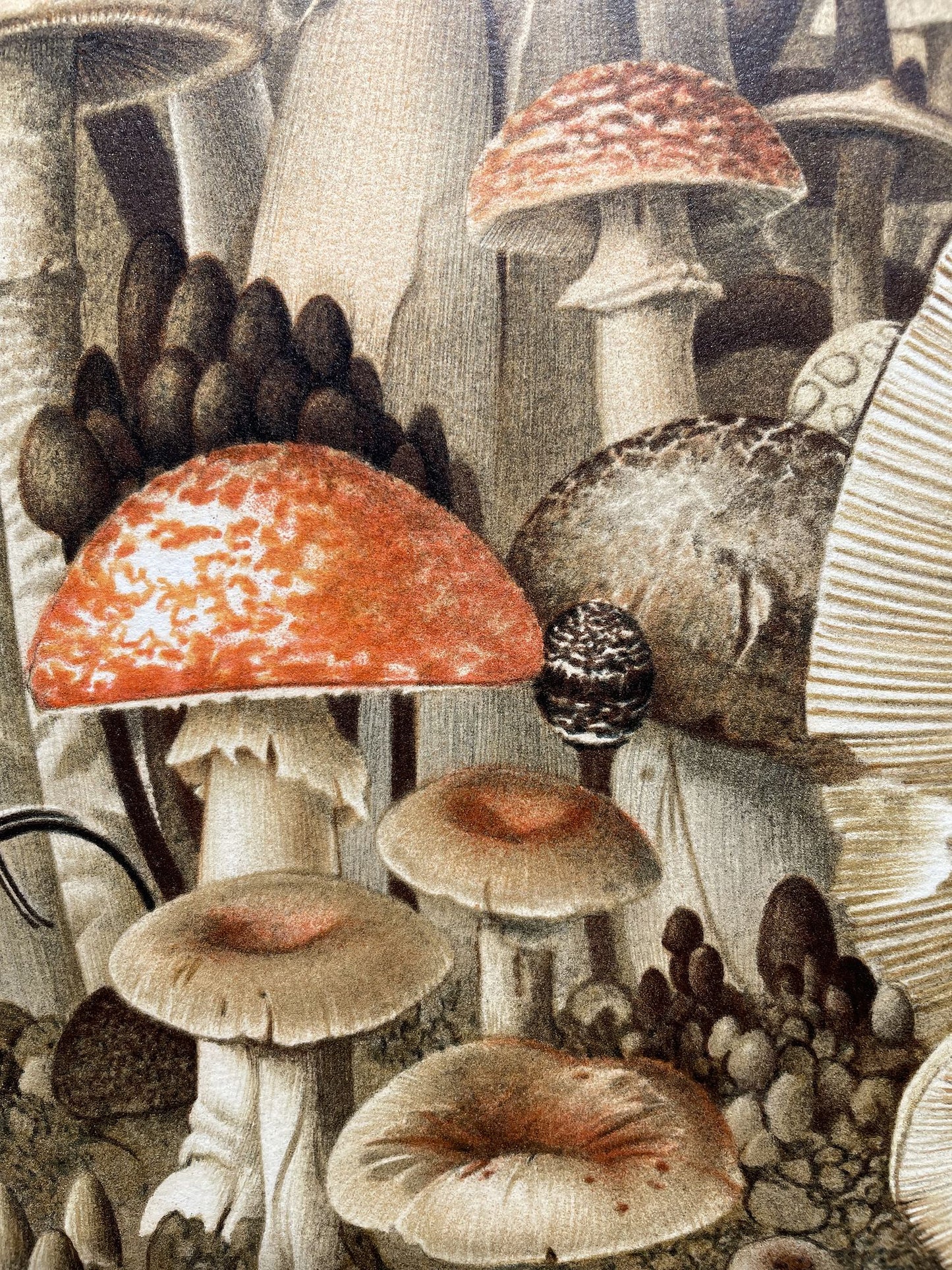 Roland CAT - La forêt de champignons, lithographie